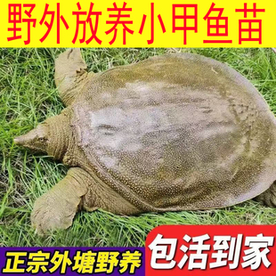 外塘新鲜公甲鱼活体鲜活小甲鱼苗食用水鱼团鱼王八中华鳖苗母鳖