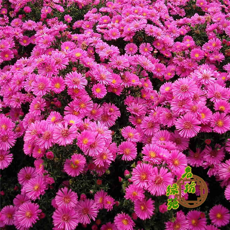 荷兰菊种子 阳台庭院花卉种子蓝紫色纽约紫菀花多年生耐寒花籽在类目 鲜花速递/花卉仿真/绿植园艺, 花卉/蔬果/草坪种子（新）, 家庭园艺种子中 - 来自Buy2taobao.com提供专业的淘宝代购服务