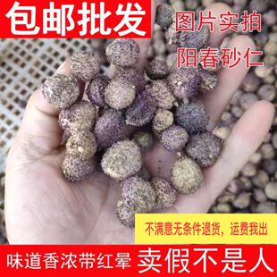 春砂仁250g中药砂仁正宗阳春砂仁泡酒泡茶泡蜂蜜养胃孕妇小孩煲汤