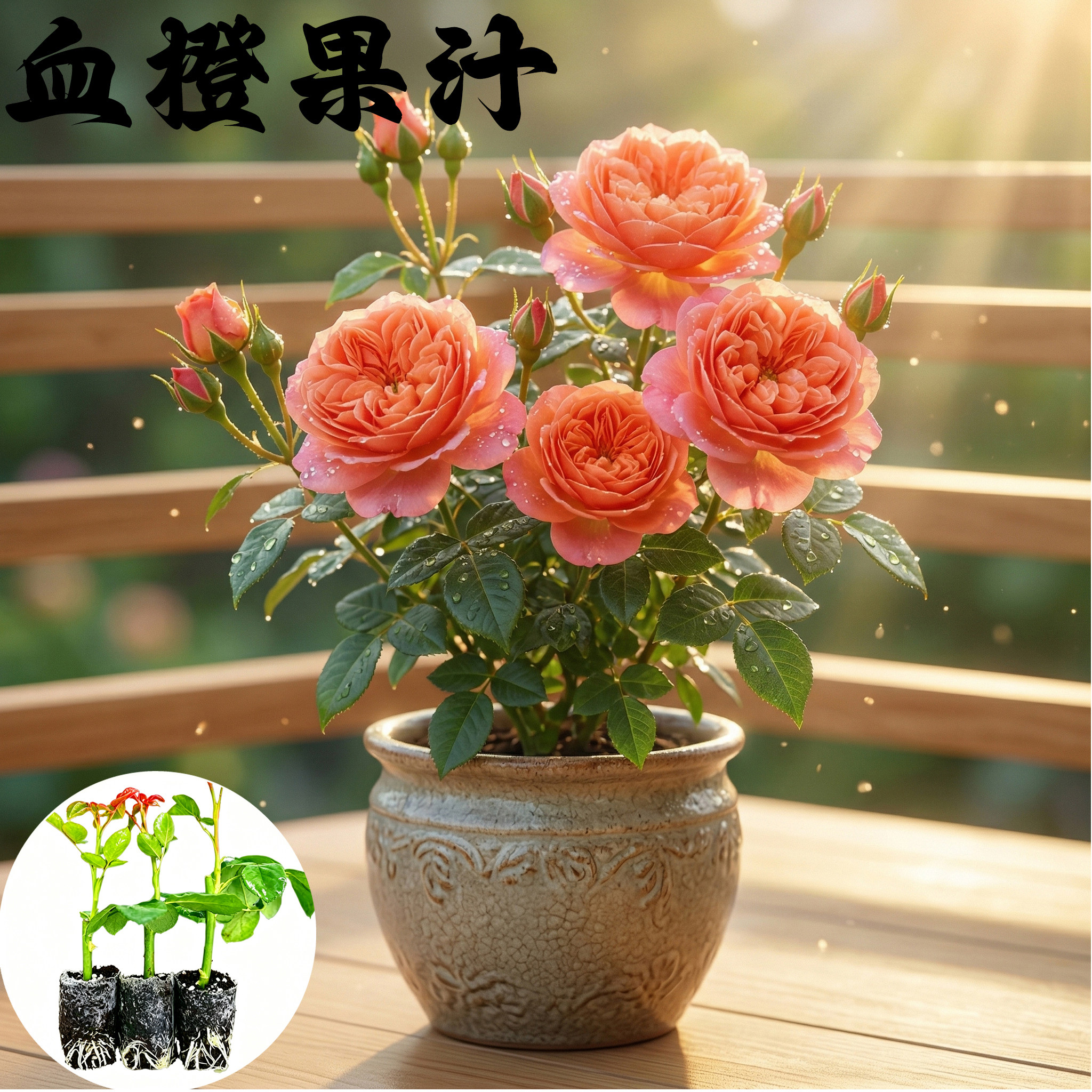 血橙果汁月季花苗小苗大花浓香品种月季苗阳台庭院绿植盆栽花卉