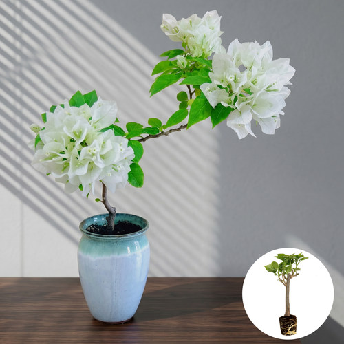 【菲菲娜白】稀有高端三角梅飘枝爬藤重瓣多色四季开花阳台小苗