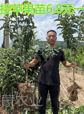 早熟南方种植室外地栽苹果树苗