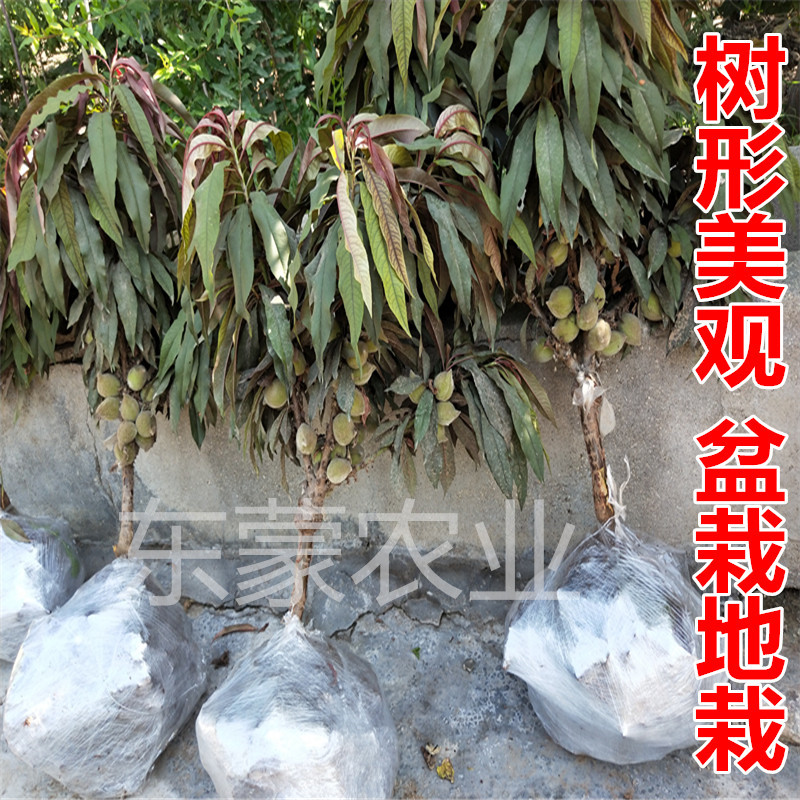 重瓣桃花寿心桃 寿桃苗 碧桃盆景桃树苗树 观赏桃花苗