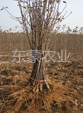 嫁接昭通苹果树南北方种植地栽