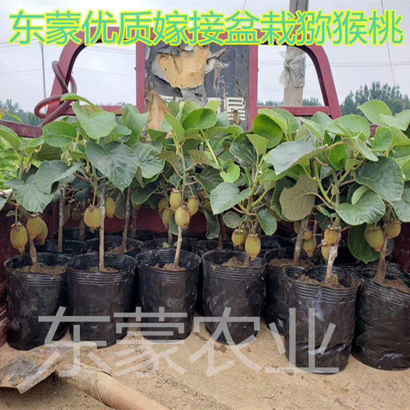 盆栽果树伊赛软枣猕猴桃苗 南方北方四季阳台种植当年结果带原土