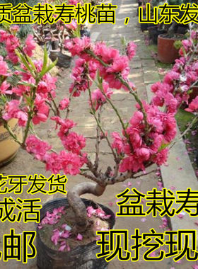 盆栽花卉红色矮化中华寿桃