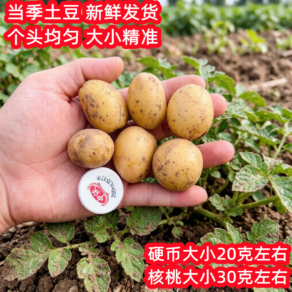 当季特小迷你珍珠小土豆洋芋黄皮黄心新鲜硬币大小马铃薯农家自种