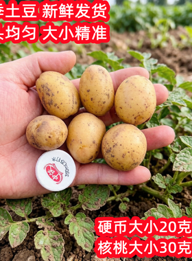 当季特小迷你珍珠小土豆洋芋黄皮黄心新鲜硬币大小马铃薯农家自种