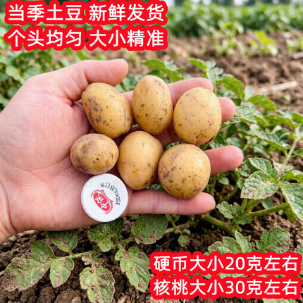 当季特小迷你珍珠小土豆洋芋黄皮黄心新鲜硬币大小马铃薯农家自种