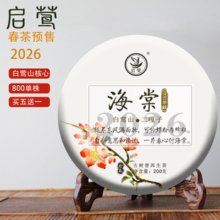 【启莺】2026春茶预售白莺山二嘎子800单株【海棠】普洱生茶古树