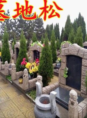 坟前树墓地松宝塔清明柏松柏树苗侧柏树扫墓四季青种万年青松塔