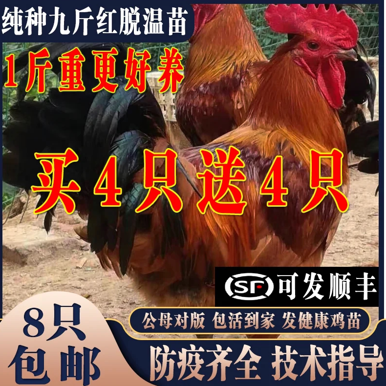 纯种九斤红大红公鸡活苗脱温鸡苗