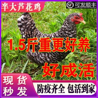 純種蘆花雞活苗小雞活苗包活到家