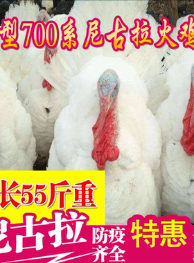 尼古拉青铜火鸡活苗半斤一斤火鸡