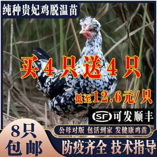 鸡活苗贵妃鸡苗贵妃鸡活苗贵妇鸡苗小鸡活苗半大鸡脱温苗包活到家