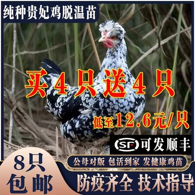 纯种贵妃鸡活苗1-2月龄大脱温鸡