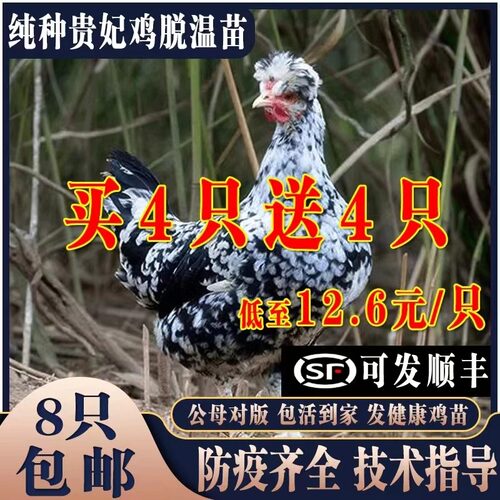 纯种贵妃鸡活苗1-2月龄大脱温鸡
