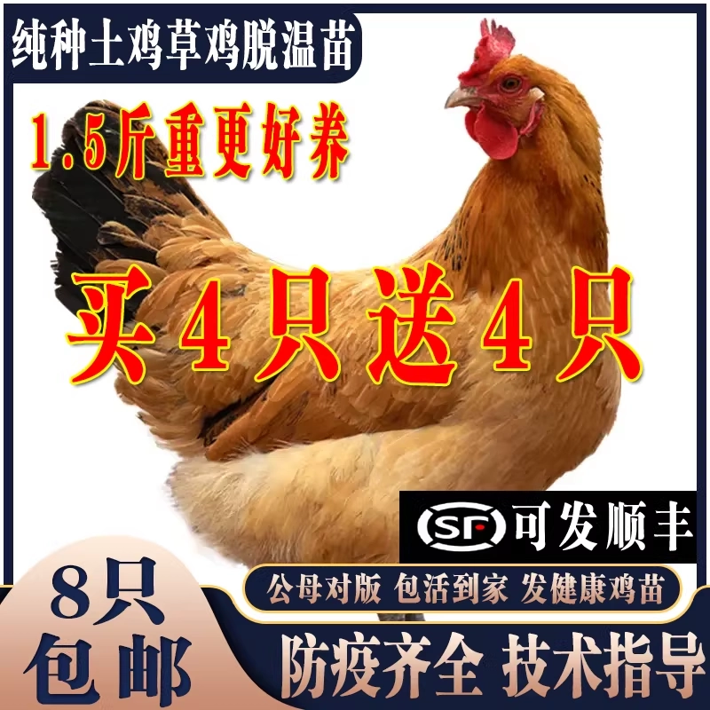 纯种土鸡活苗半斤一斤小鸡活苗