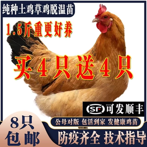 纯种土鸡活苗半斤一斤小鸡活苗
