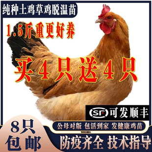 鸡活苗纯种土鸡活苗笨鸡活苗草鸡苗半大鸡脱温苗下蛋鸡草鸡老母鸡
