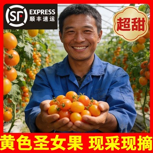正宗千禧圣女果新鲜小番茄黄色圣女果新鲜芒果西红柿黄皇后圣女果