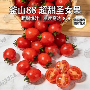 88玲珑小番茄樱桃小番茄新鲜好吃玲珑千禧果超甜小番茄斧山圣女果
