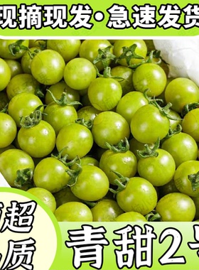 青甜小番茄绿色玲珑千禧小番茄超甜圣女果绿西红柿清甜二号小柿子