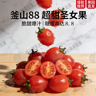 釜山88玲珑小番茄山东小柿子千禧果超甜小番茄蜂蜜圣女果正宗新鲜