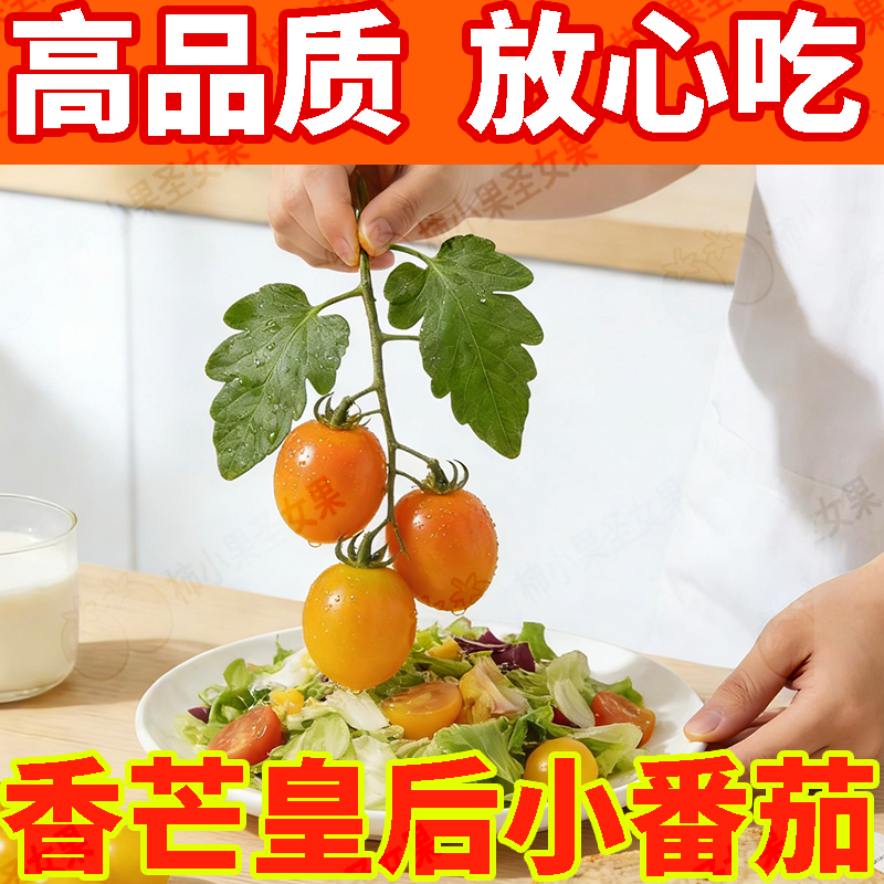 黄色圣女果黄金香芒皇后小番茄番茄生吃黄柿子自然熟新鲜减肥水果