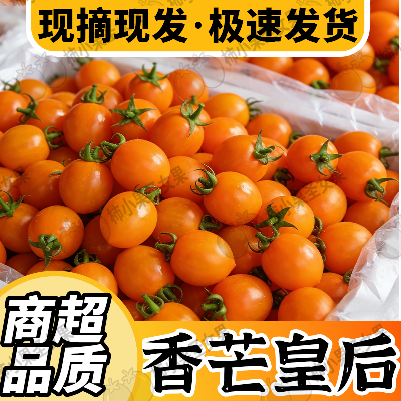 黄圣女果小番茄芒果番茄黄小番茄皇后小番茄小黄柿子香芒皇后礼盒