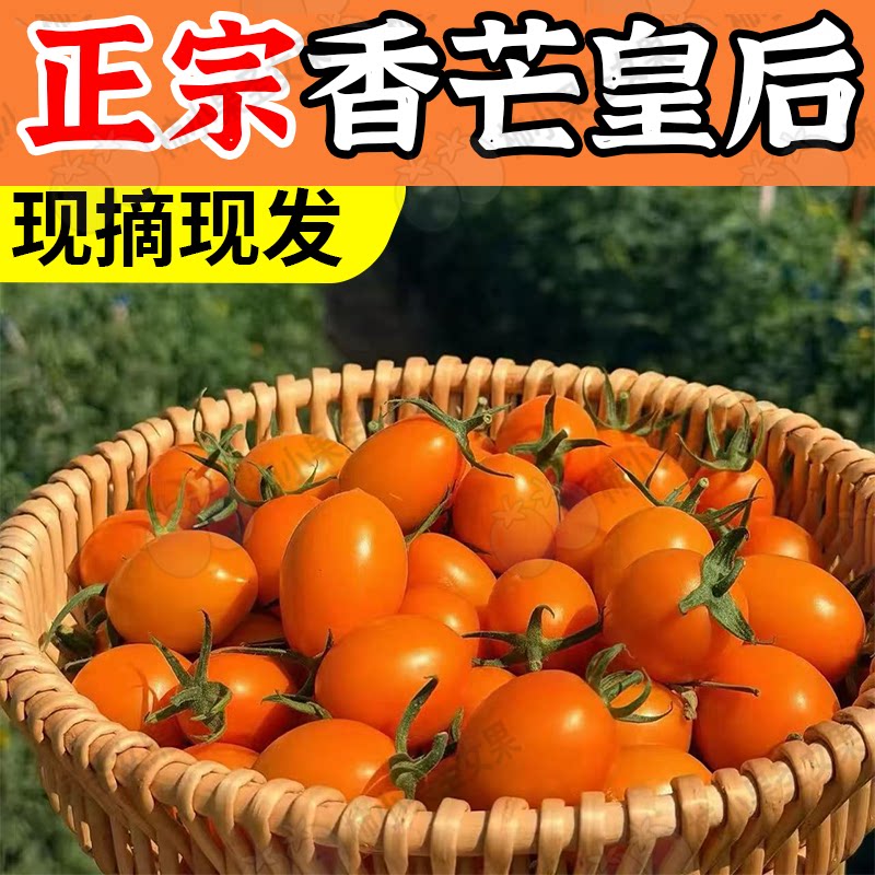 香芒皇后小番茄芒果小西红柿黄色千禧果超甜圣女果橙色金芒小蕃茄
