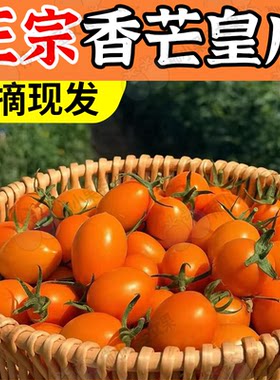 香芒皇后小番茄芒果小西红柿黄色千禧果超甜圣女果橙色金芒小蕃茄