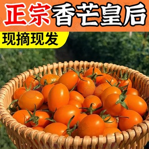香芒皇后小番茄芒果小西红柿黄色千禧果超甜圣女果橙色金芒小蕃茄
