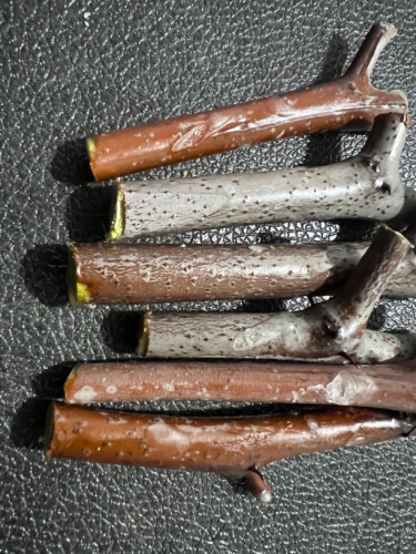 腊封枣树接穗蟠枣冰糖葫芦胎里红等十个品种