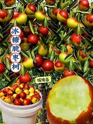 冰糖脆枣三代脆甜可口南北方都可种植