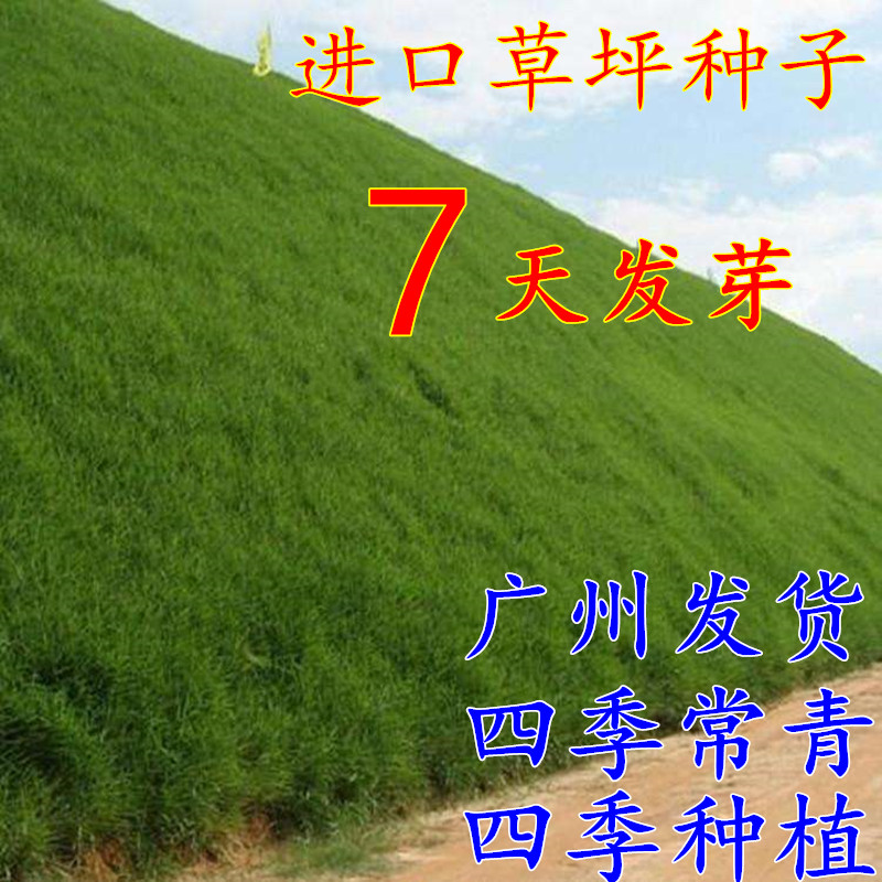 台湾青高羊茅草籽草坪种子庭院别墅耐践踏四季青狗牙根护坡草种子|ruв категории доставка цветов/цветок моделирования/растения садоводства, цветок/овощи и фрукты/газон семян (новая), домашнее садоводство семян - от Buy2taobao.com для оказания профессиональной услуги покупки агента Taobao