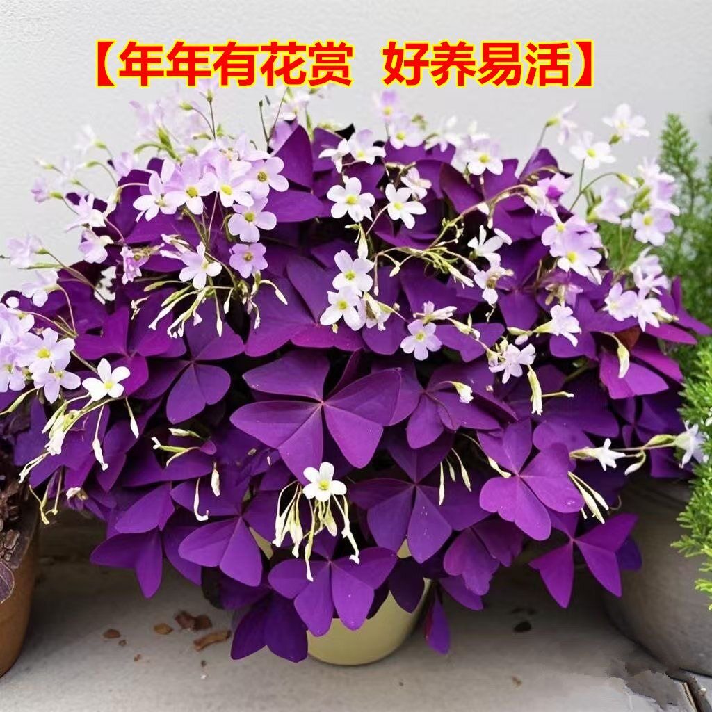 多季开花易成活紫色酢浆草种球