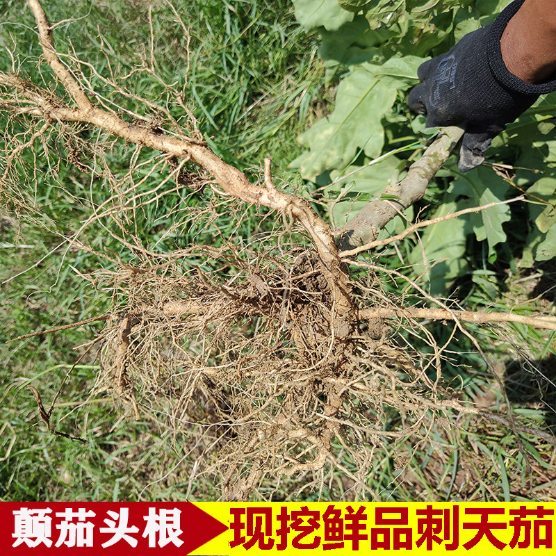 广东农家现挖天然 刺 天茄根苦天茄根苦新鲜颠茄根黄果茄根茄鲜品