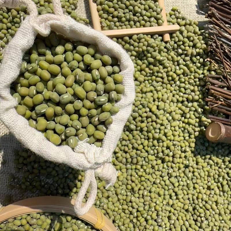 新货大粒农家笨绿豆五谷豆类杂粮新鲜可发豆芽毛绿豆绿豆糕