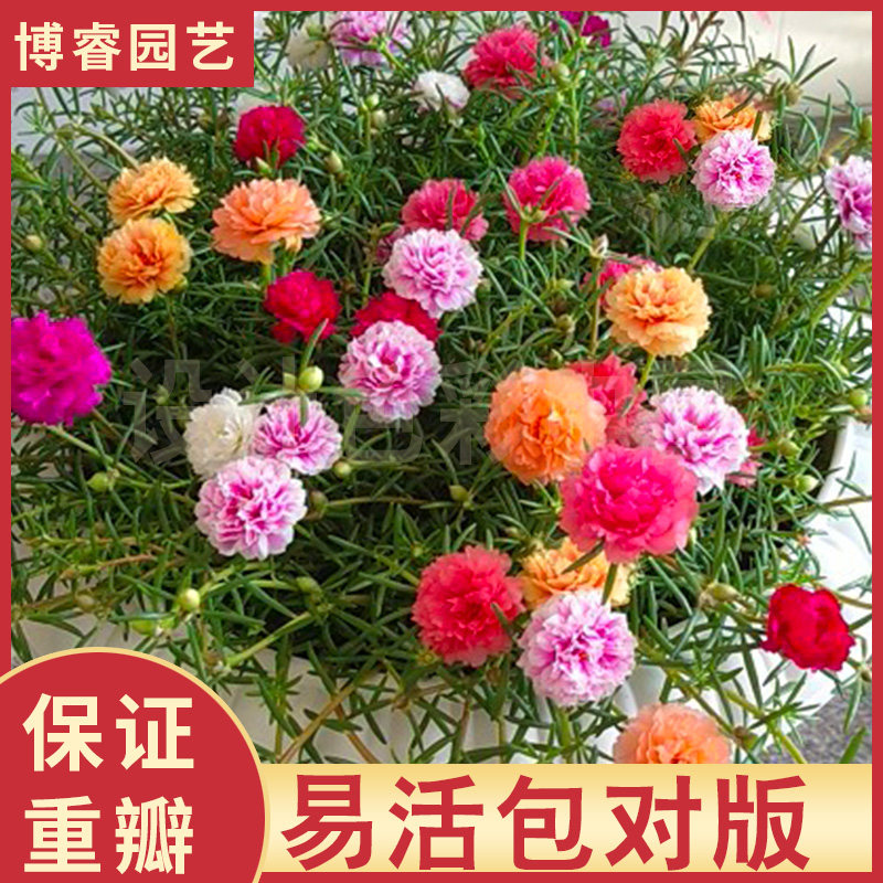 盆栽枝条混色宿根植物重瓣太阳花