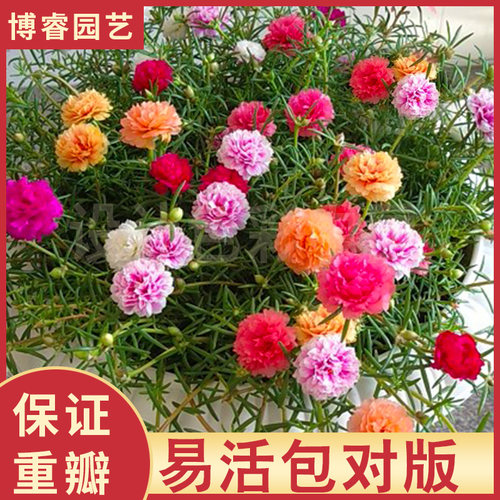 盆栽枝条混色宿根植物重瓣太阳花