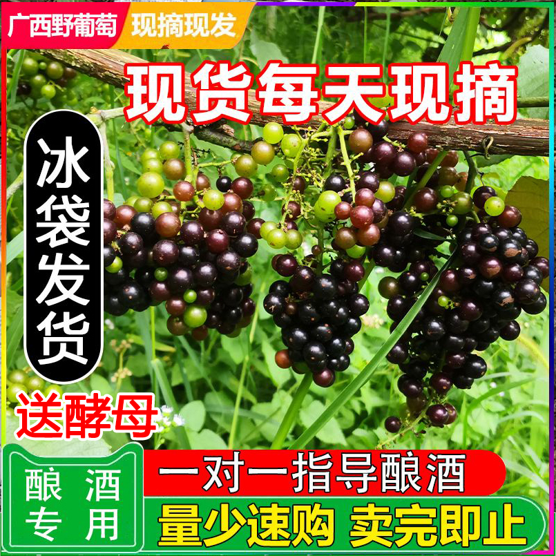 顺丰包邮酿酒野葡萄自酿山葡萄酒泡酒葡萄罗城毛葡萄酵素新鲜水果