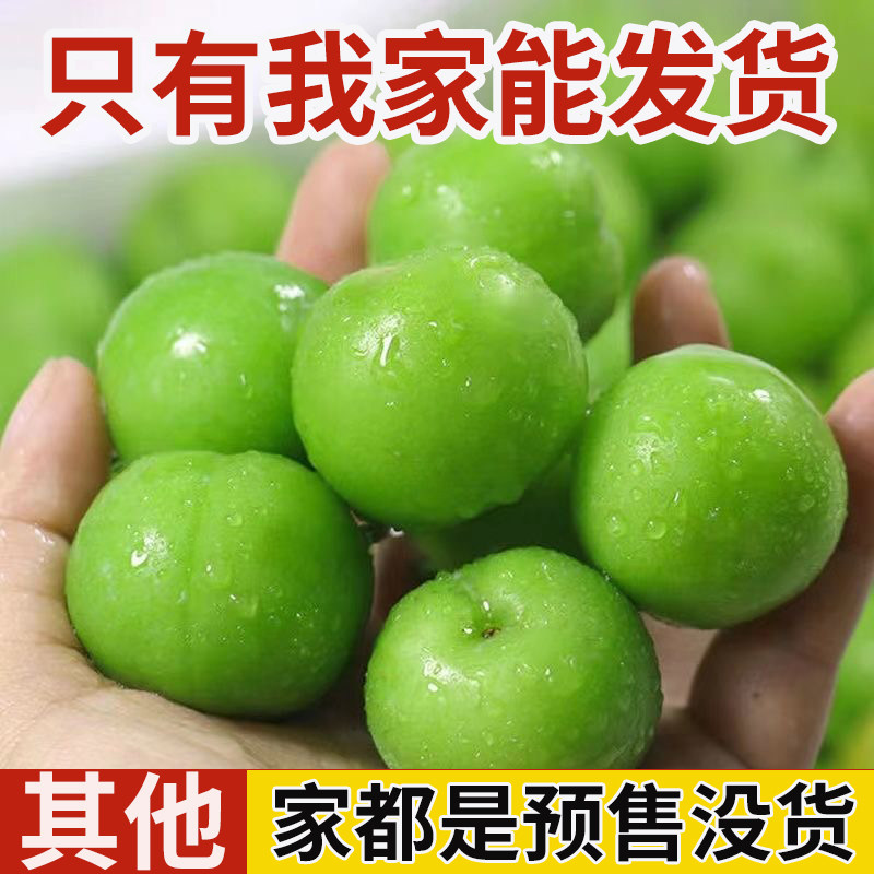 酸脆三月李孕妇水果现货新鲜云南早李子酸不用排单吃不了酸勿拍哦