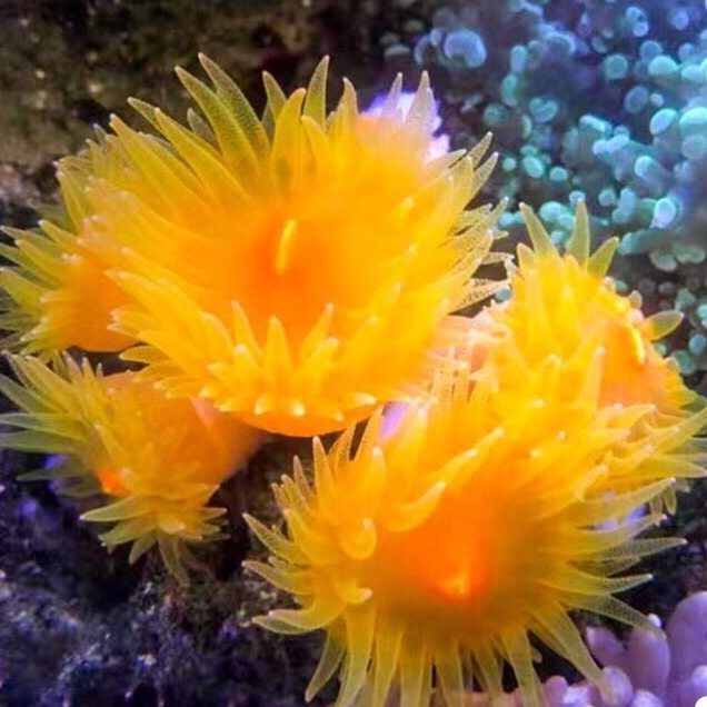 炮仗花珊瑚 炮仗花， 头大状态好容易饲养 10元1头    3头起卖