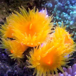 炮仗花珊瑚 炮仗花， 头大状态好容易饲养 10元1头    3头起卖