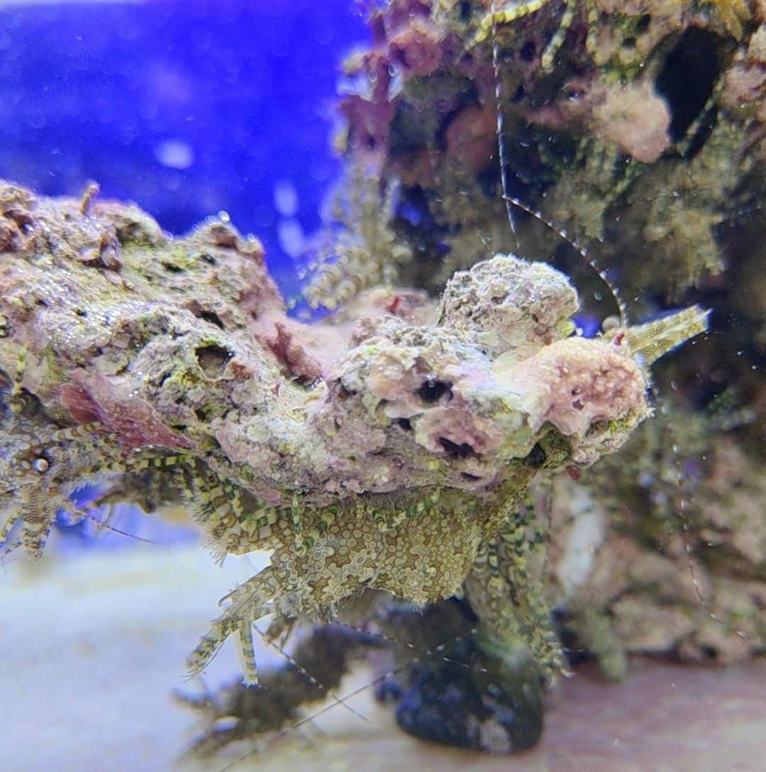 假绵羊虾 海缸除藻虾 海水清洁虾 除垃圾葵薄荷虾观赏工具虾活体