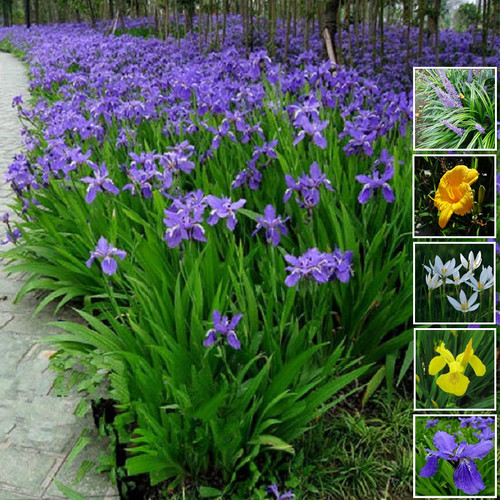 鸢尾花蓝蝴蝶庭院风雨兰