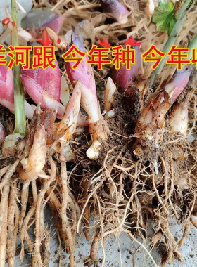 2026现挖岳西阳荷姜种根茗荷笋蘘荷洋火姜蔬菜种苗安徽特产洋荷根