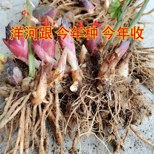 2026现挖岳西阳荷姜种根茗荷笋蘘荷洋火姜蔬菜种苗安徽特产洋荷根