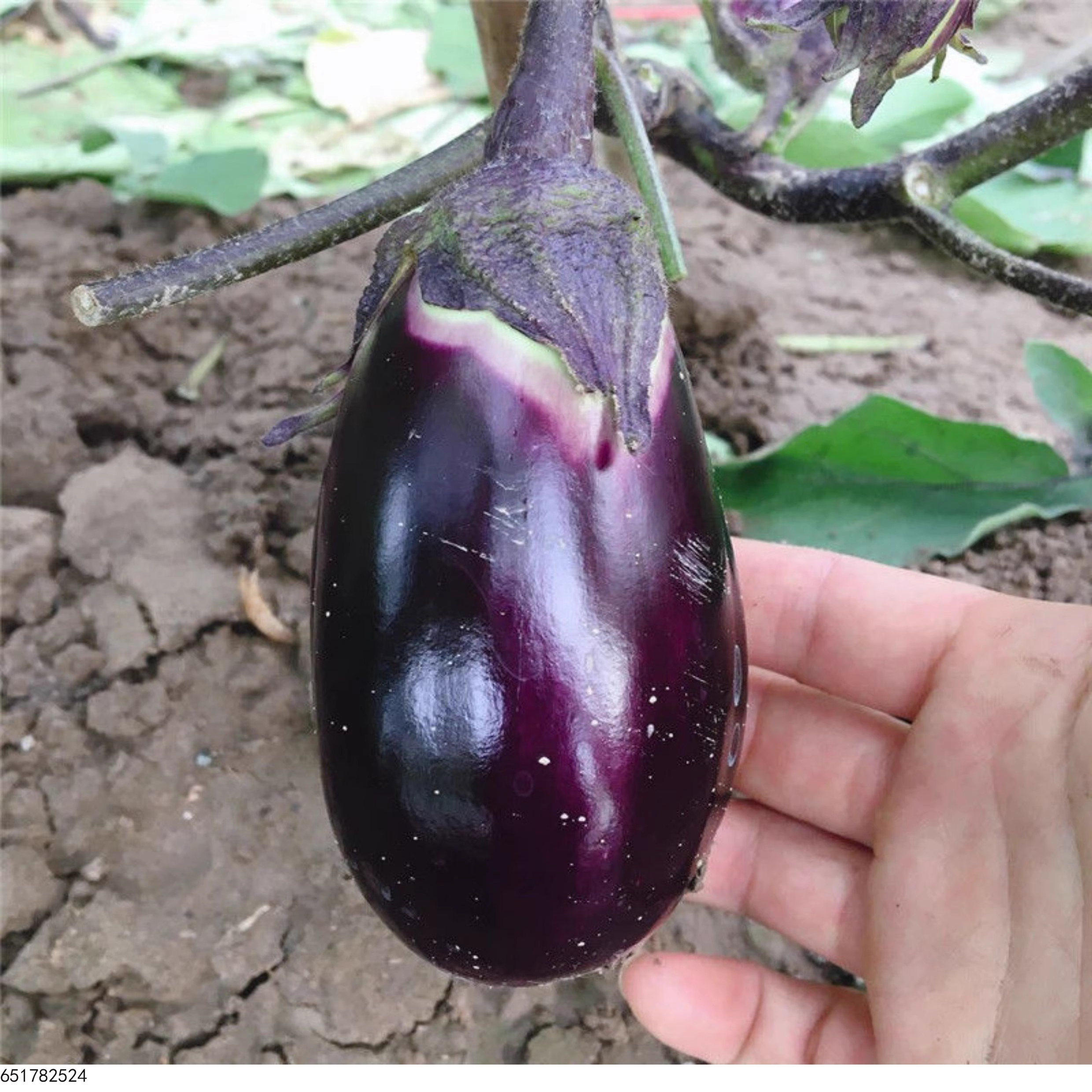 安徽特产农家自种紫圆茄新鲜蔬菜现摘现发紫圆茄农家自种紫圆茄